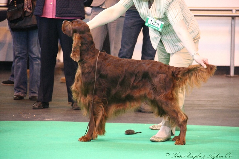 Crufts2011 543.jpg